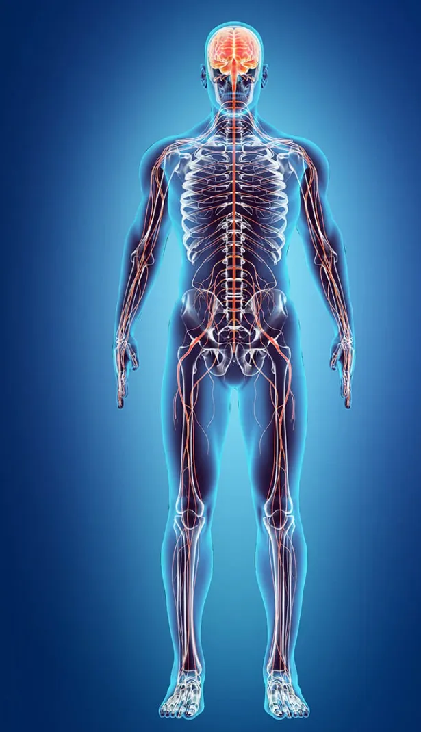 Human nervous system illustration